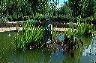 Rondel lily pond