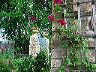 The Walled Garden in flower