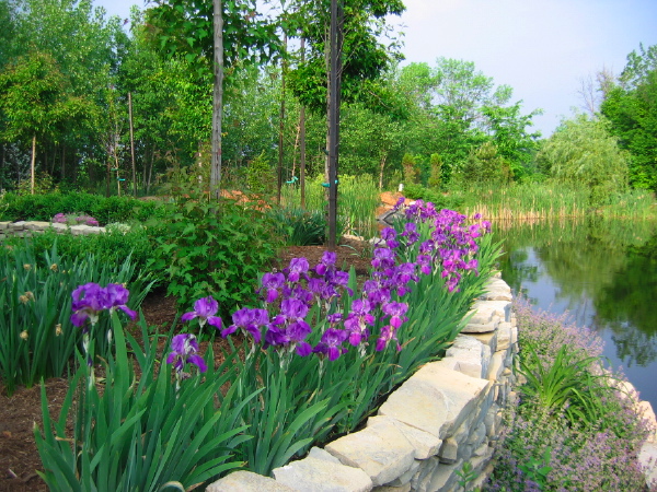 Springtime iris around the Rondel