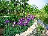 Springtime iris around the Rondel