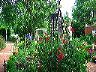 Sweet peas in the Walled Garden