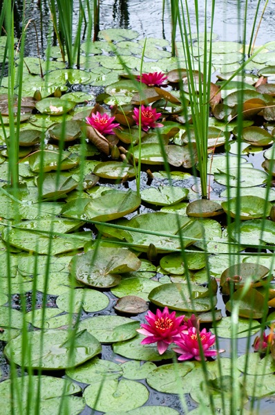 Red water lilies among the rushes, Upper Pond