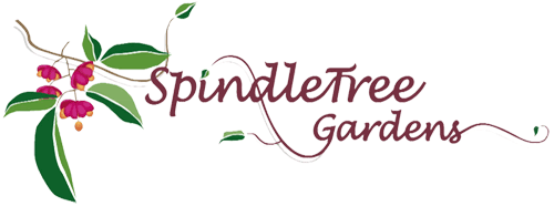 spindletree
